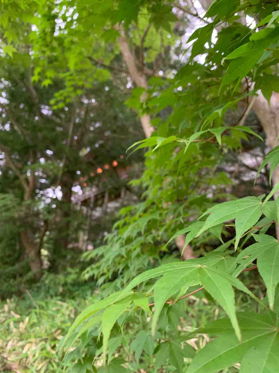 天河神社外観2
