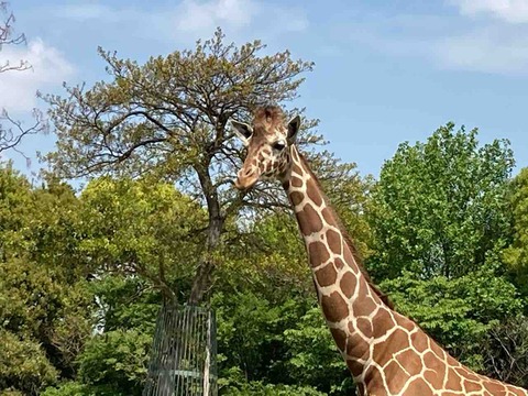 可愛い 動物たちの魅せ方上手な動物園 のんほいパーク 愛知県豊橋市 名古屋発バイクツーリング また り日記
