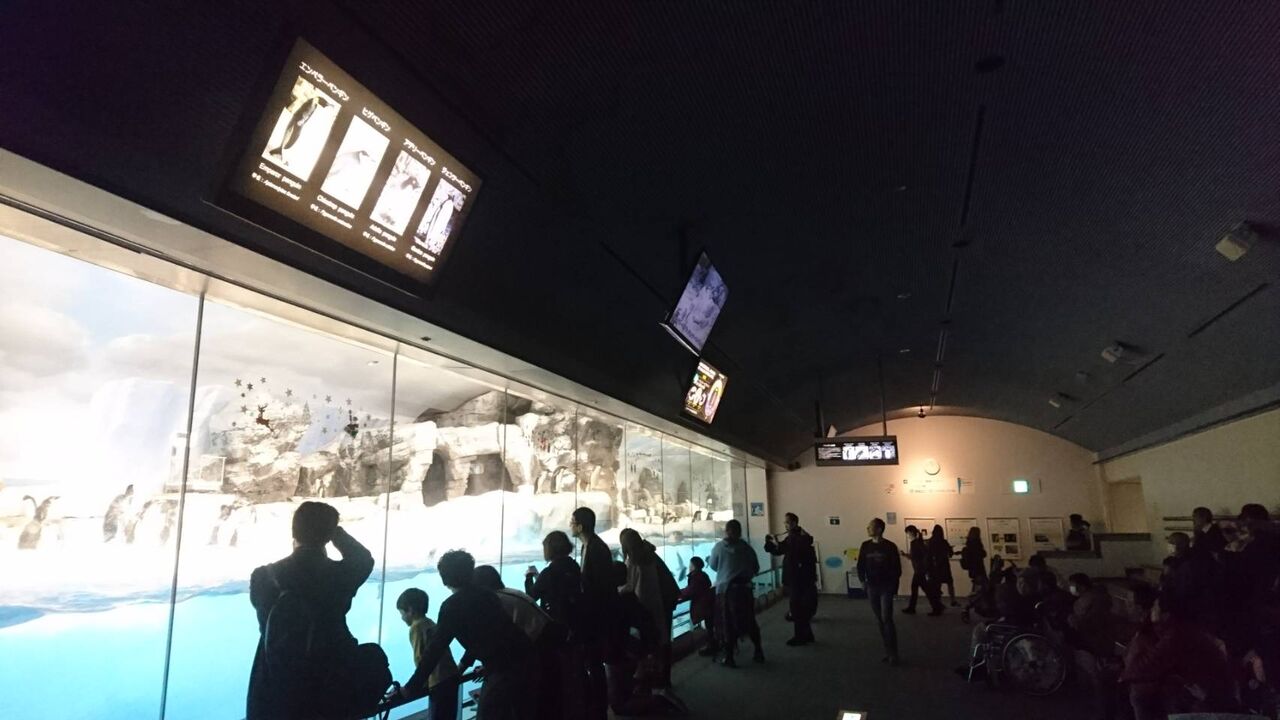 ペンギンの赤ちゃんの体重測定 冬でも暖かい名古屋港水族館 愛知県名古屋市 また り日記 名古屋 発バイク釣 りんぐ リトルカブとnc700xでのツーリングまとめ ペンギンの赤ちゃんの体重測定 冬でも暖かい名古屋港水族館 愛知県名古屋市 また り日記 名古屋 発バイク釣 りんぐ リトルカブとnc700xでのツーリングまとめ