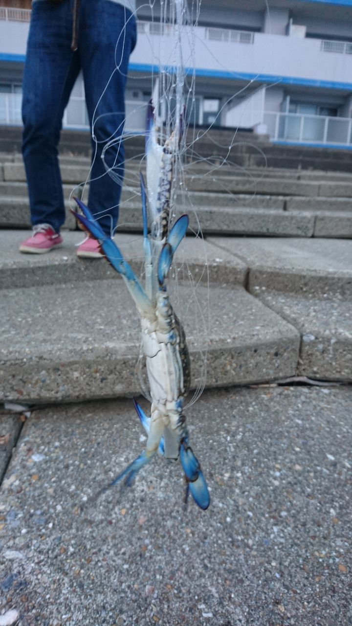 投げカニ網でワタリガニを捕って味噌汁に 愛知県常滑市 また り日記 名古屋発バイク釣 りんぐ リトルカブとnc７００xでのツーリングまとめ
