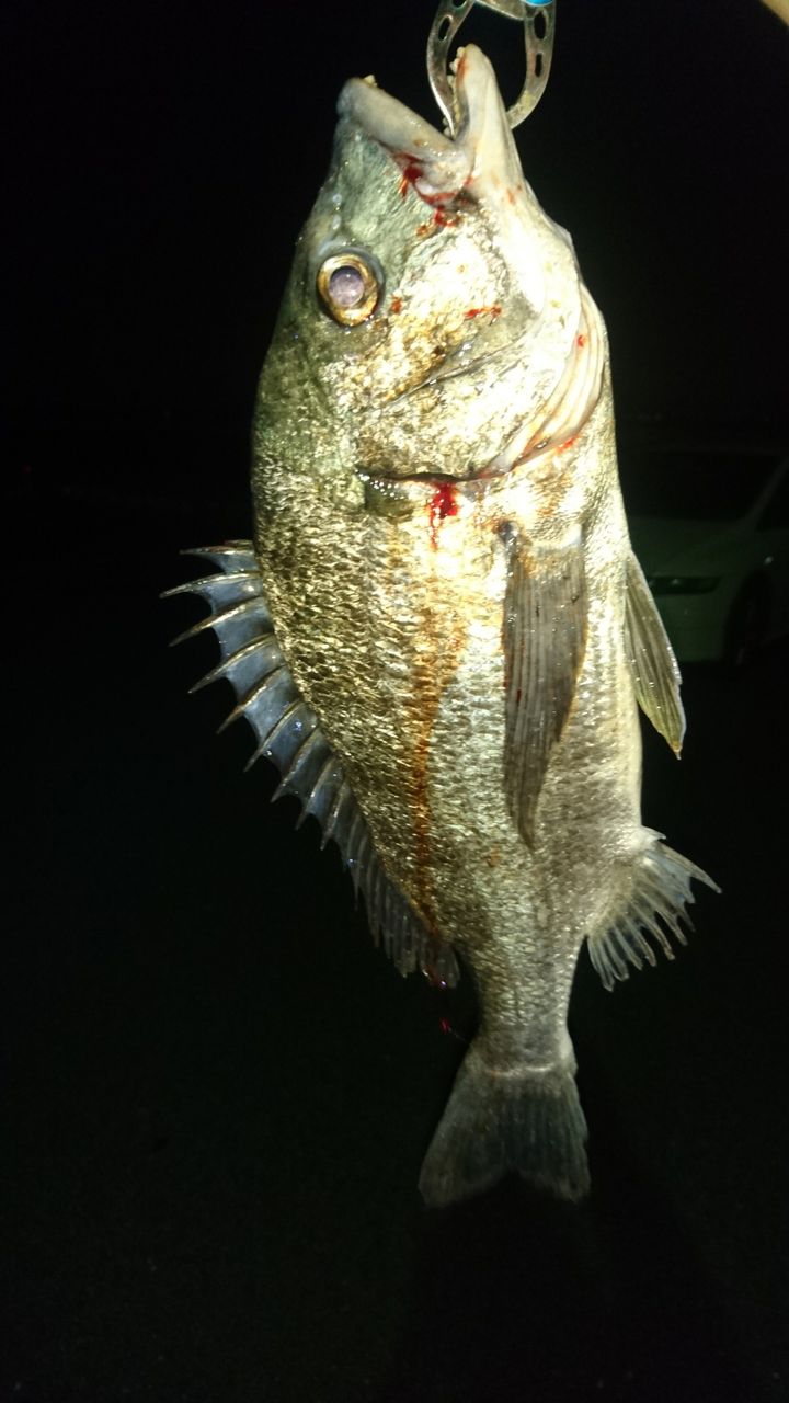揖斐川河口でクロダイ釣り 三重県桑名市 また り日記 名古屋発バイク釣 りんぐ リトルカブとnc７００xでのツーリングまとめ
