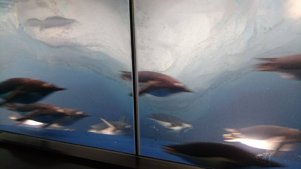 ペンギンの赤ちゃんの体重測定 冬でも暖かい名古屋港水族館 愛知県名古屋市 また り日記 名古屋 発バイク釣 りんぐ リトルカブとnc700xでのツーリングまとめ ペンギンの赤ちゃんの体重測定 冬でも暖かい名古屋港水族館 愛知県名古屋市 また り日記 名古屋 発バイク釣 りんぐ リトルカブとnc700xでのツーリングまとめ