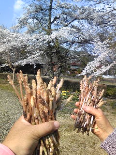 イメージ 4
