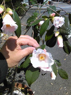 イメージ 1