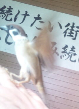 イメージ 5