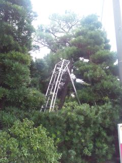 イメージ 7