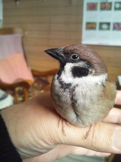 イメージ 8