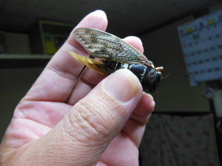 イメージ 1