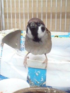 イメージ 5