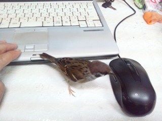 イメージ 1