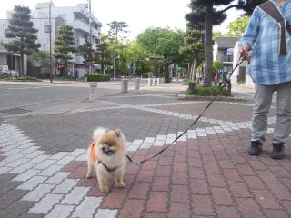 イメージ 5