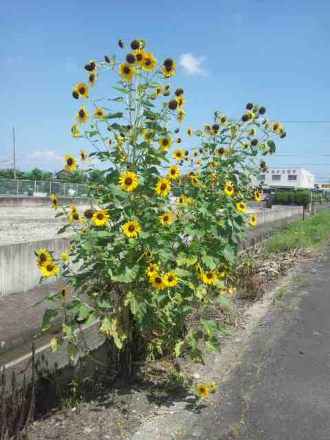 イメージ 1