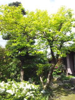 イメージ 5