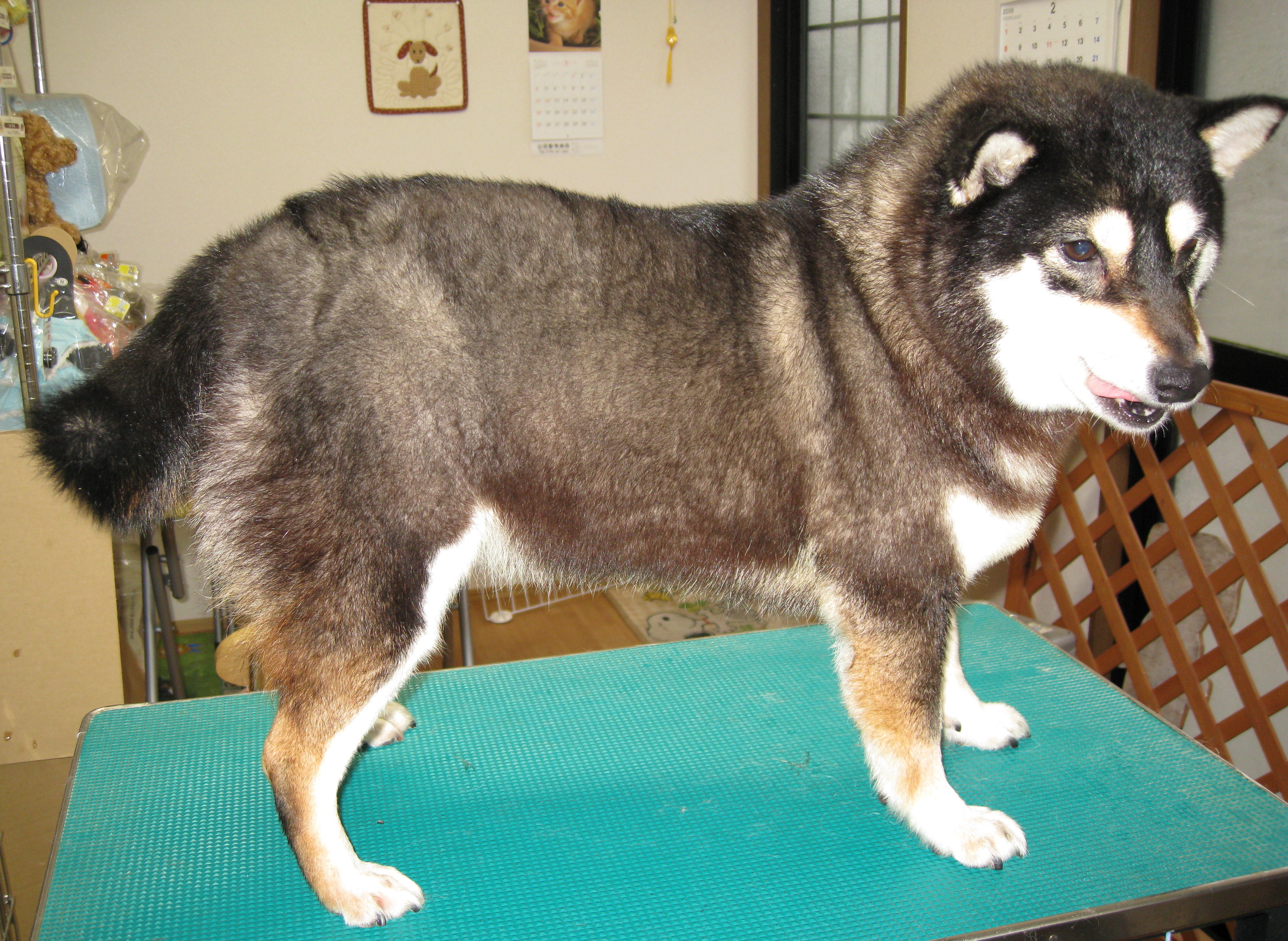メタボ犬 ビューティーわん公 メタボ犬 ビューティーわん公