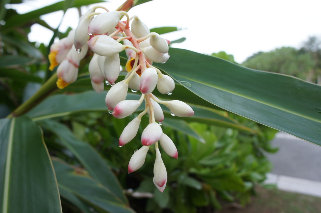 うりずんの朝 やわやわ わやわや うりずんの朝 やわやわ わやわや