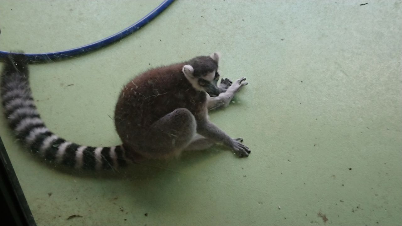 ネオパークオキナワ やわやわ わやわや