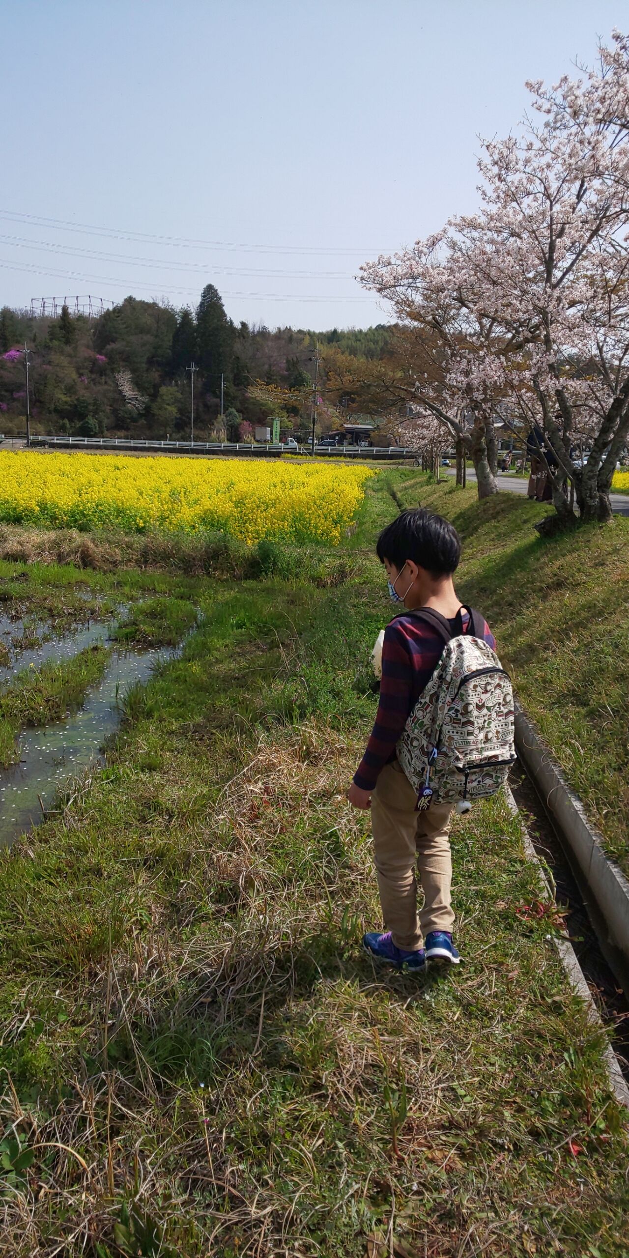 普賢寺でお花見 スヌーピーの代打は 人混み嫌いなスヌーピーの散歩記 普賢寺でお花見 スヌーピーの代打は 人混み嫌いなスヌーピーの散歩記