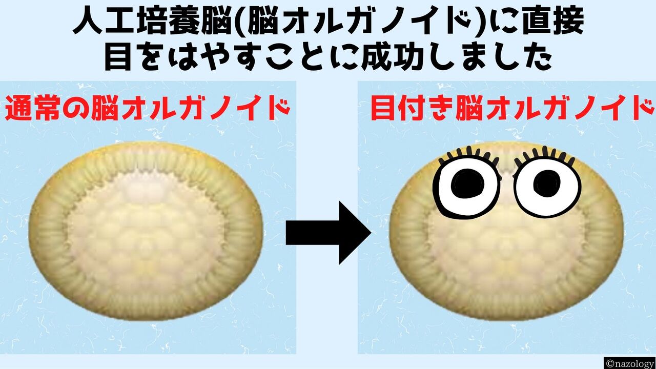 【ﾋｪｯ…】ドイツ人「人工培養した脳にビタミンA与えたら目が生まれてワロタｗｗｗｗ」