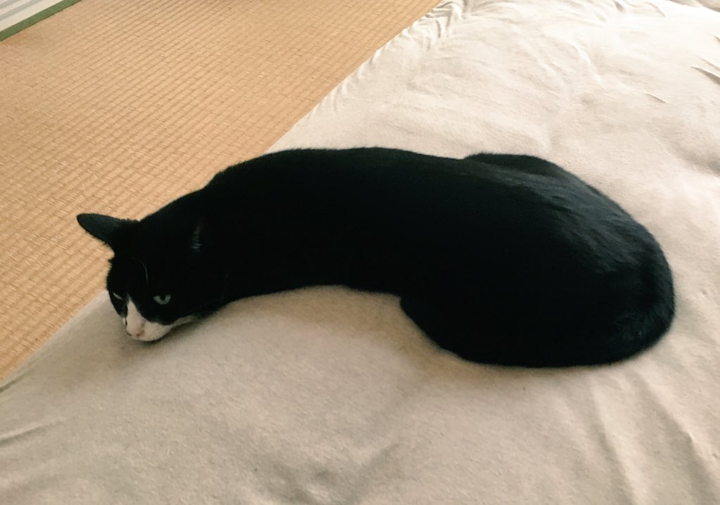 【画像あり】ニョロリとした黒い猫さんが話題にｗｗｗｗｗｗｗｗｗｗｗｗｗ