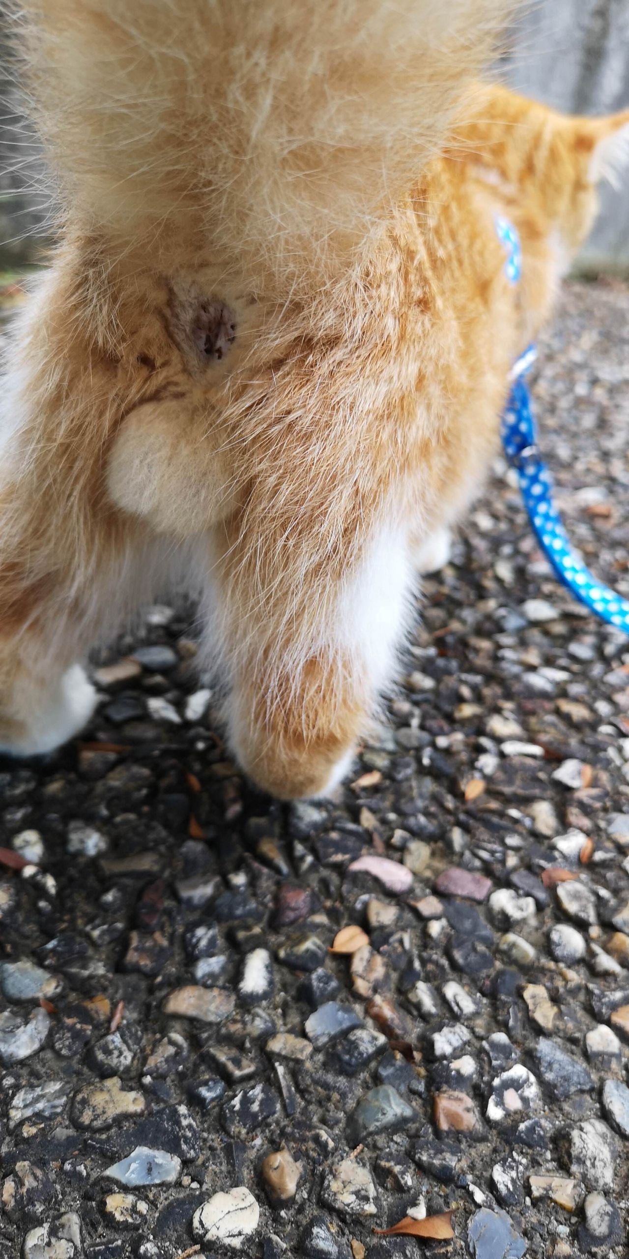 ワイんちのネッコ、公園デビュー