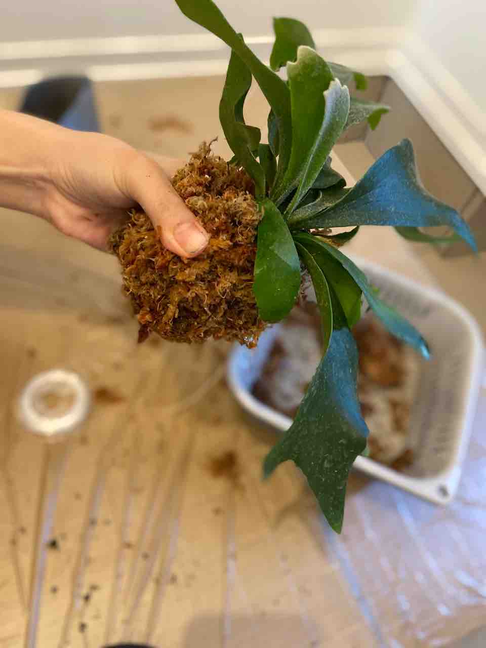 コウモリラン苔玉 自分で作れるの問題 掃除が楽な家づくり