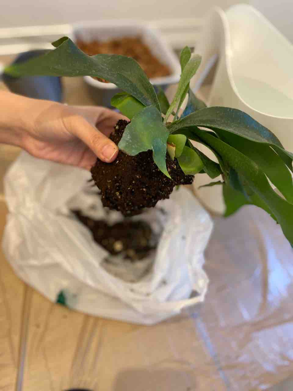 コウモリラン苔玉 自分で作れるの問題 掃除が楽な家づくり