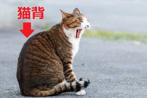 neko_nekoze_1