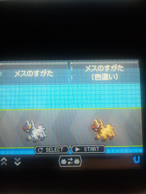 色違い 10 ポチエナ ２p