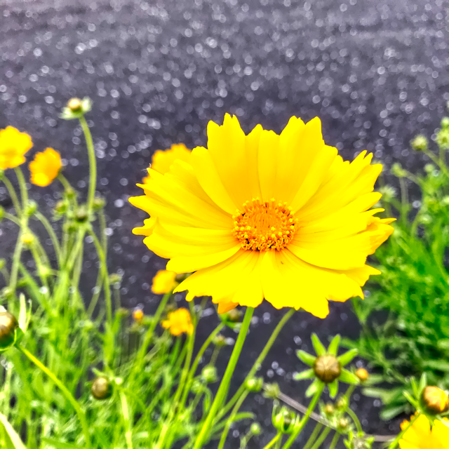 大金鶏菊 つれづれなるままに つれづれブログ 大金鶏菊 つれづれなるままに つれづれブログ