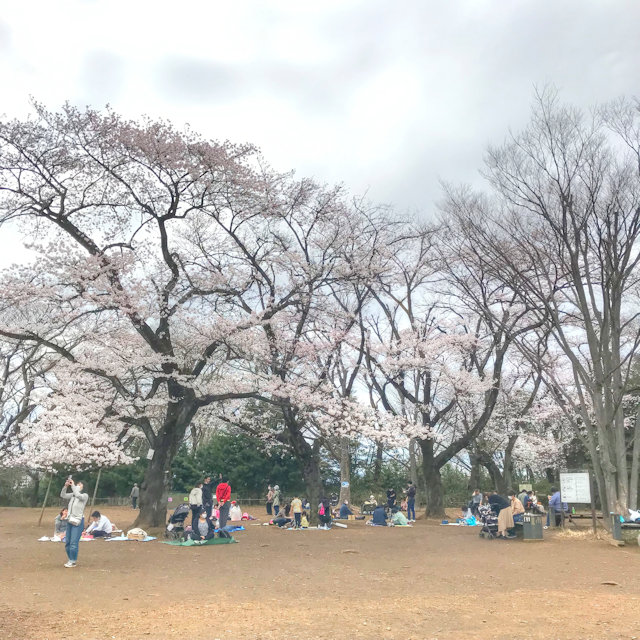 お花見2 つれづれなるままに つれづれブログ