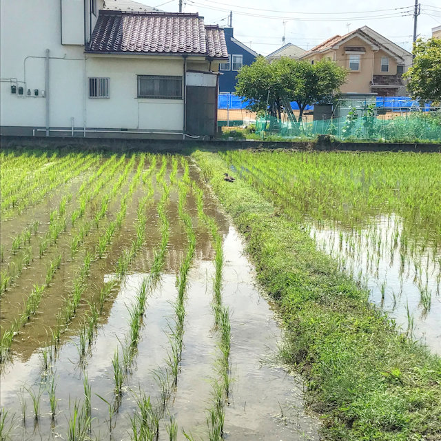 若葉台 つれづれなるままに つれづれブログ