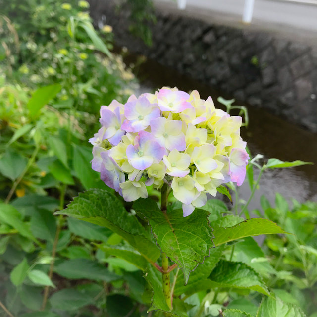 若葉台 つれづれなるままに つれづれブログ