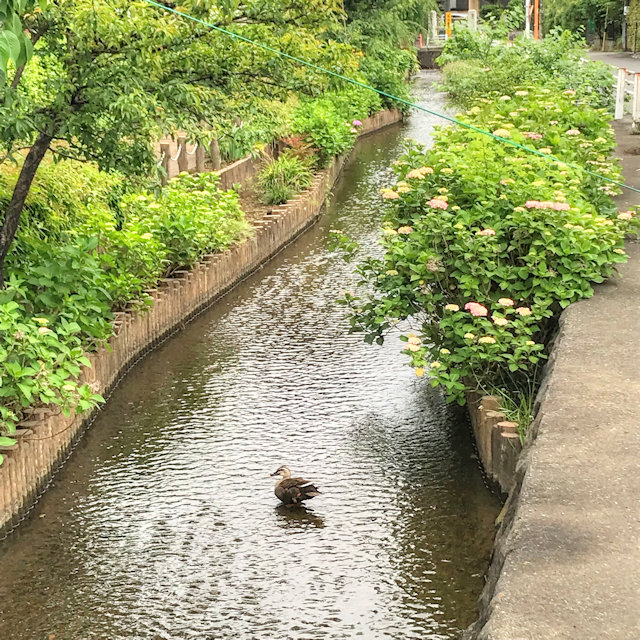 若葉台 つれづれなるままに つれづれブログ