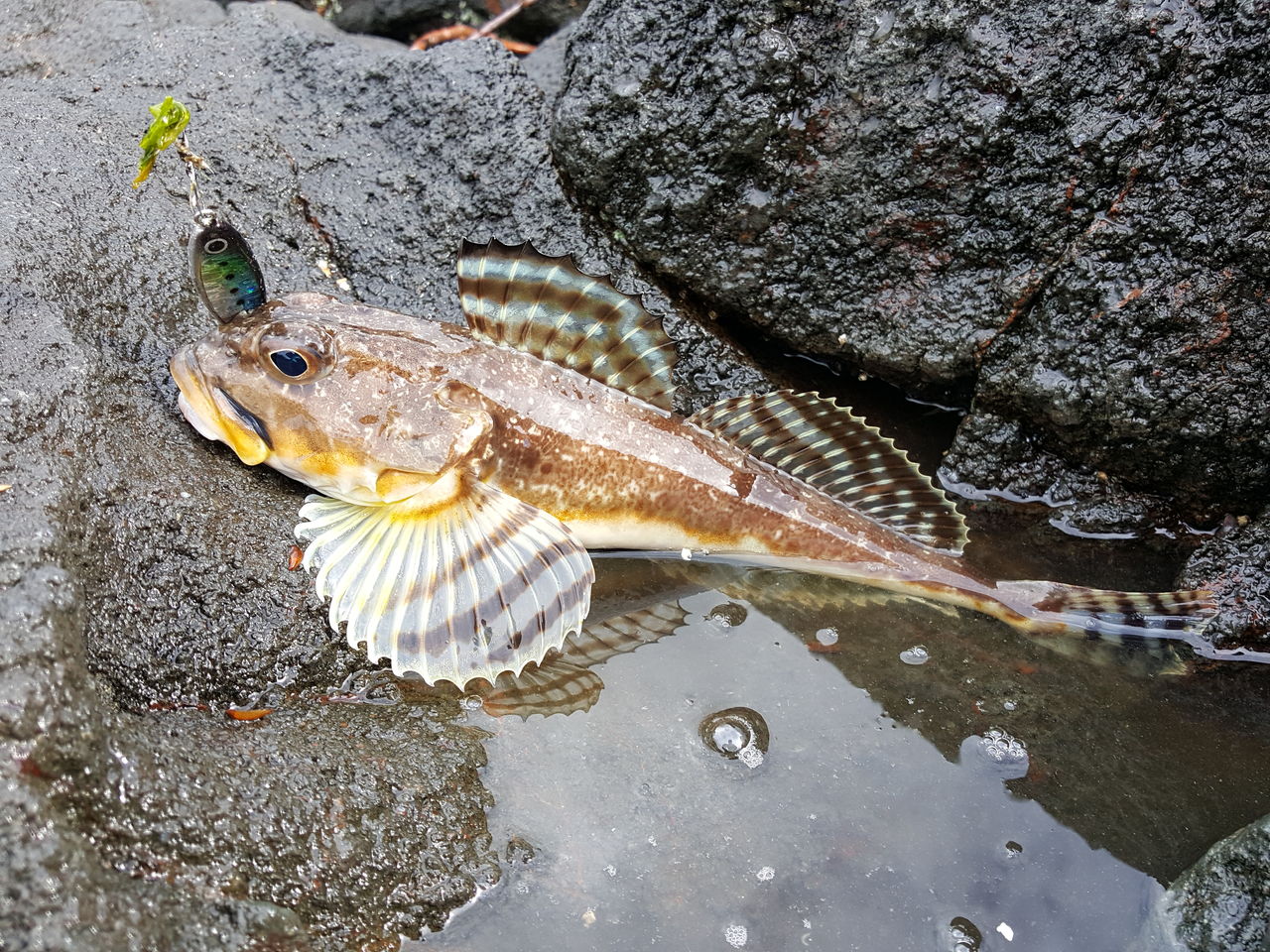 19 ウトロ 鱈 ホッケ釣り 第2回目 さやかの田舎暮らし 19 ウトロ 鱈 ホッケ釣り 第2回目 さやかの田舎暮らし