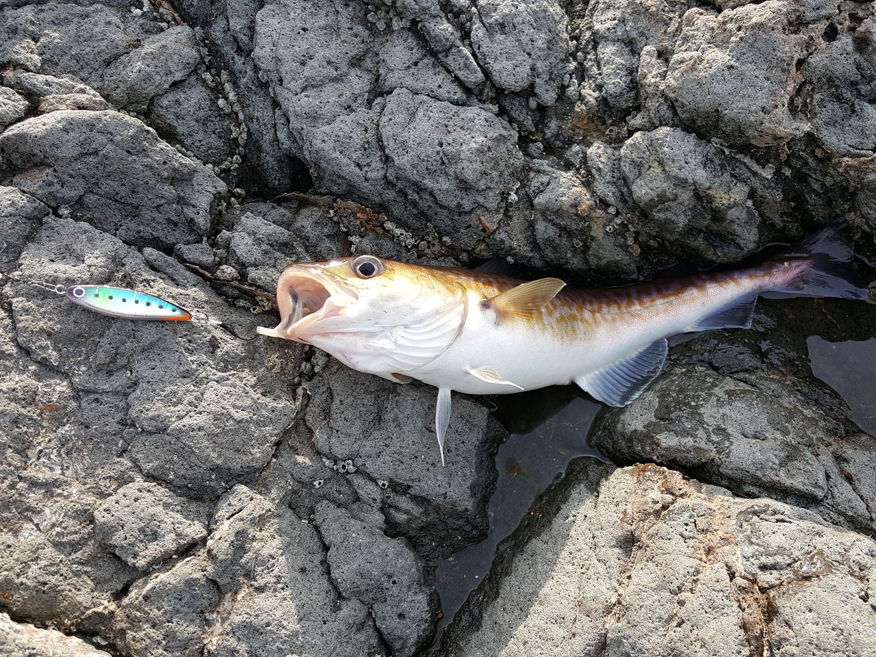 19 ウトロ 鱈 ホッケ釣り 第2回目 さやかの田舎暮らし 19 ウトロ 鱈 ホッケ釣り 第2回目 さやかの田舎暮らし