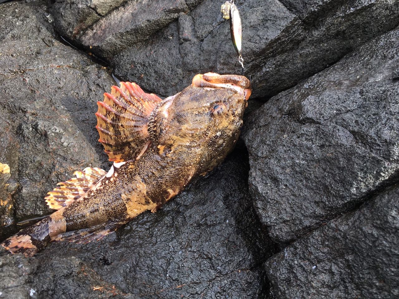 19 ウトロ 鱈 ホッケ釣り 第2回目 さやかの田舎暮らし 19 ウトロ 鱈 ホッケ釣り 第2回目 さやかの田舎暮らし