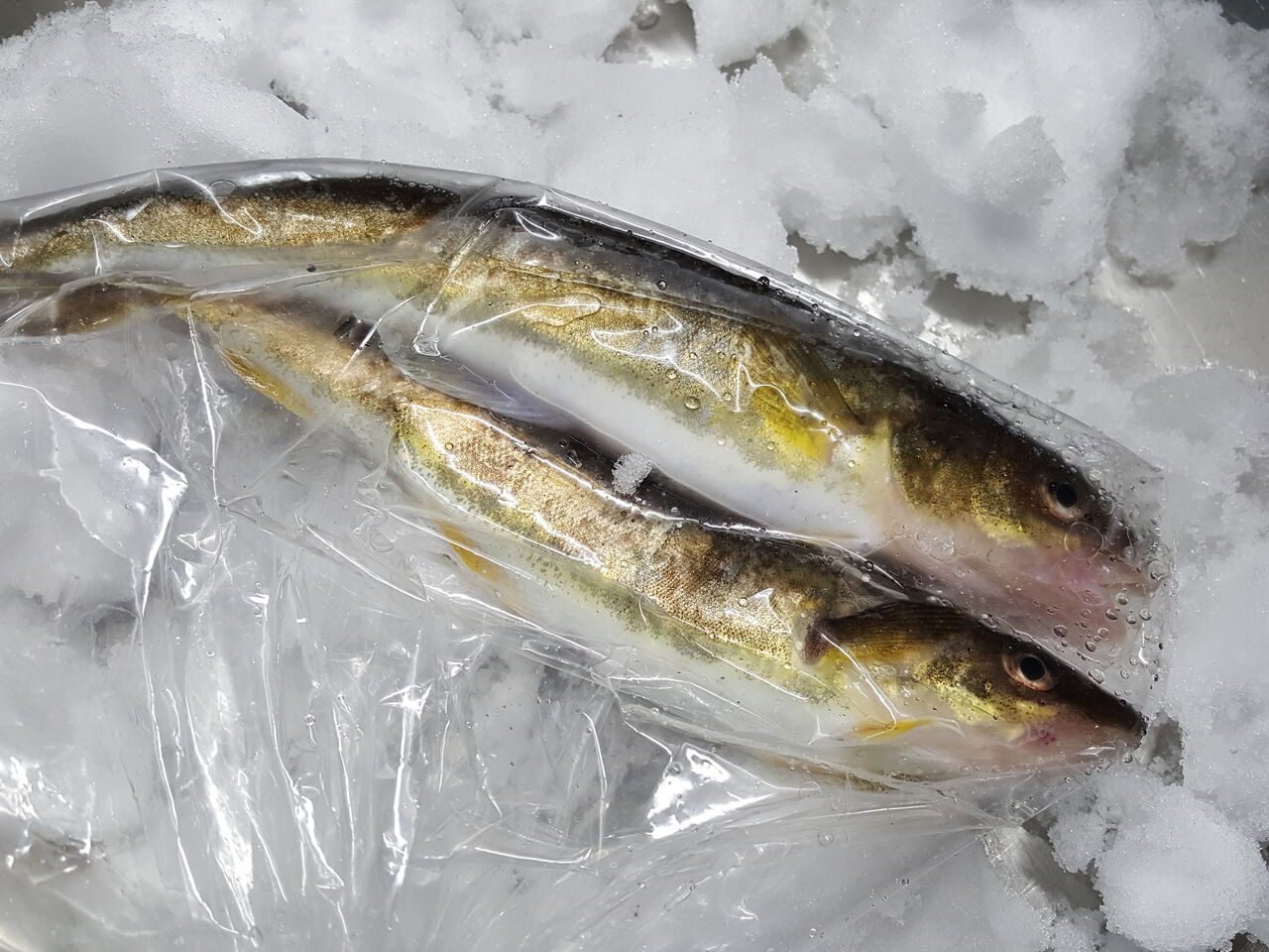 おじ様にいただいた氷下魚とワカサギ さやかの田舎暮らし