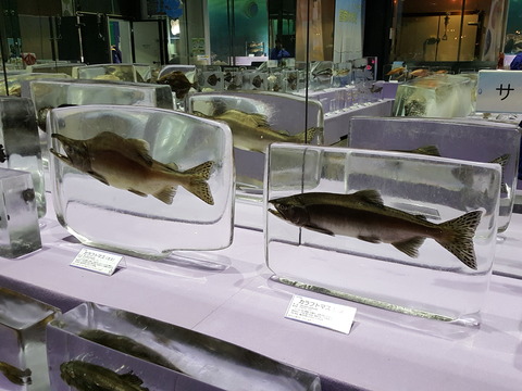 19 カラフトマス調査 第2回目 In 紋別 さやかの田舎暮らし
