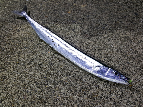 初めてのサンマ釣り さやかの田舎暮らし 初めてのサンマ釣り さやかの田舎暮らし