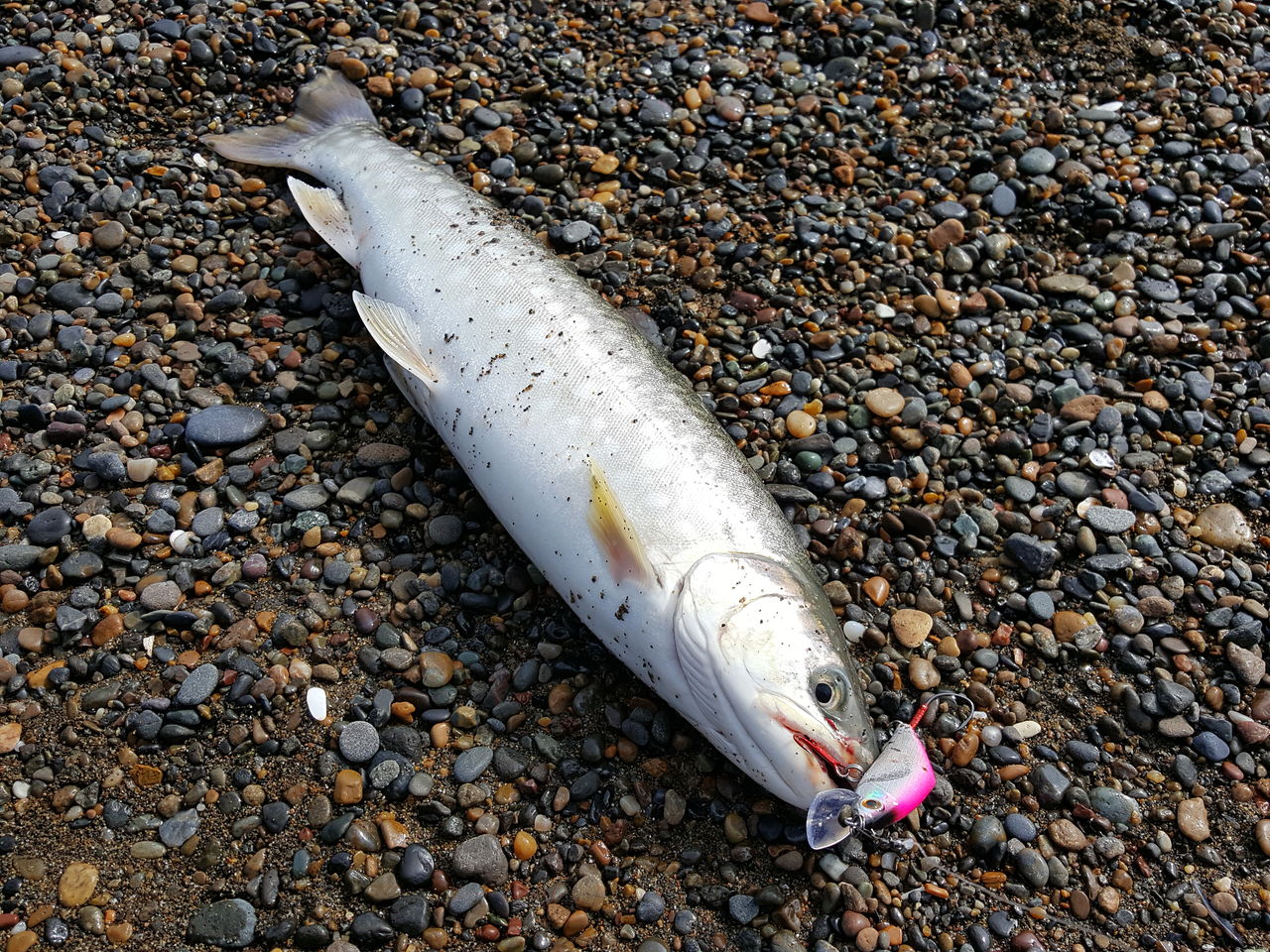 19 オホーツク遠征 さやかの田舎暮らし