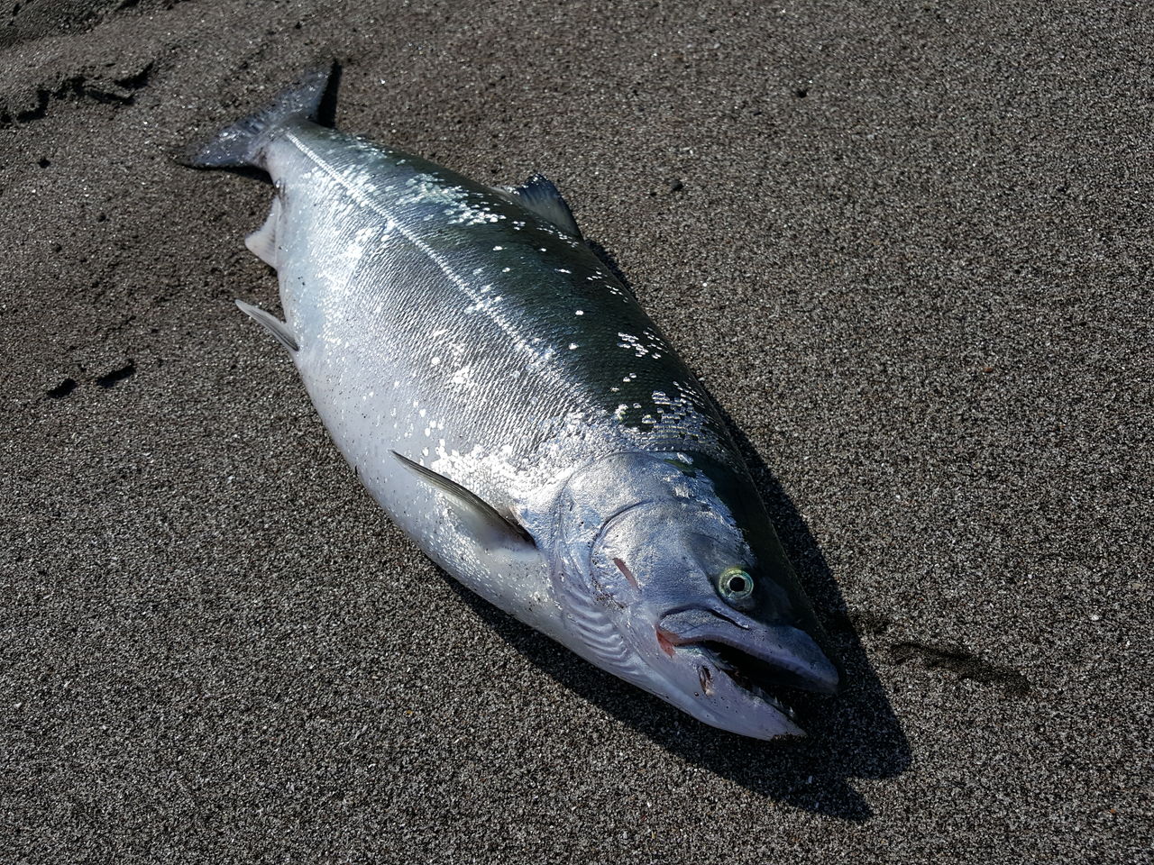 19 藻琴川河口 サクラマス釣り 第16回目 さやかの田舎暮らし