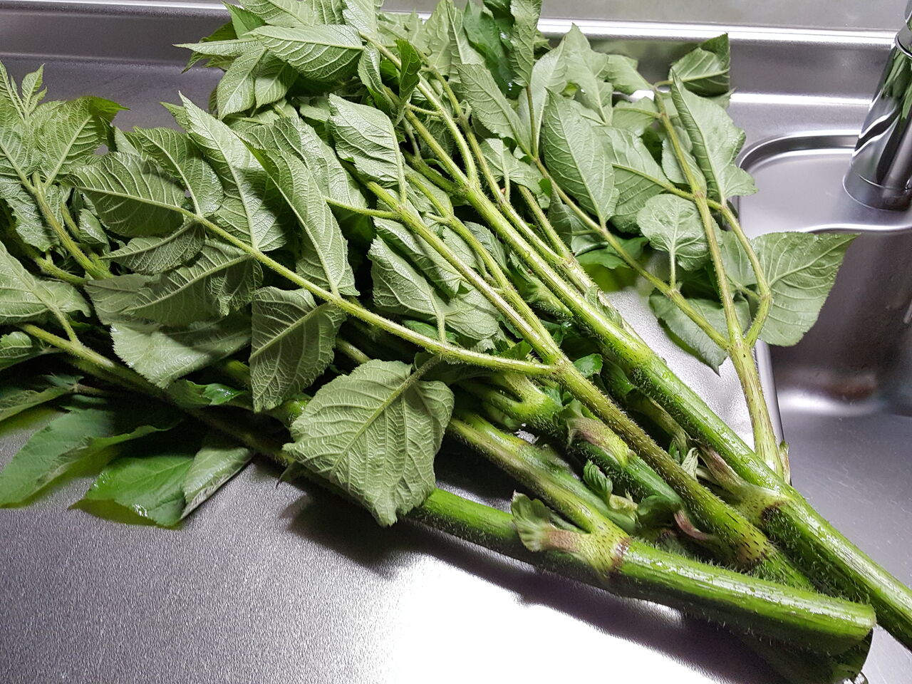 採ってきたタケノコとウド さやかの田舎暮らし