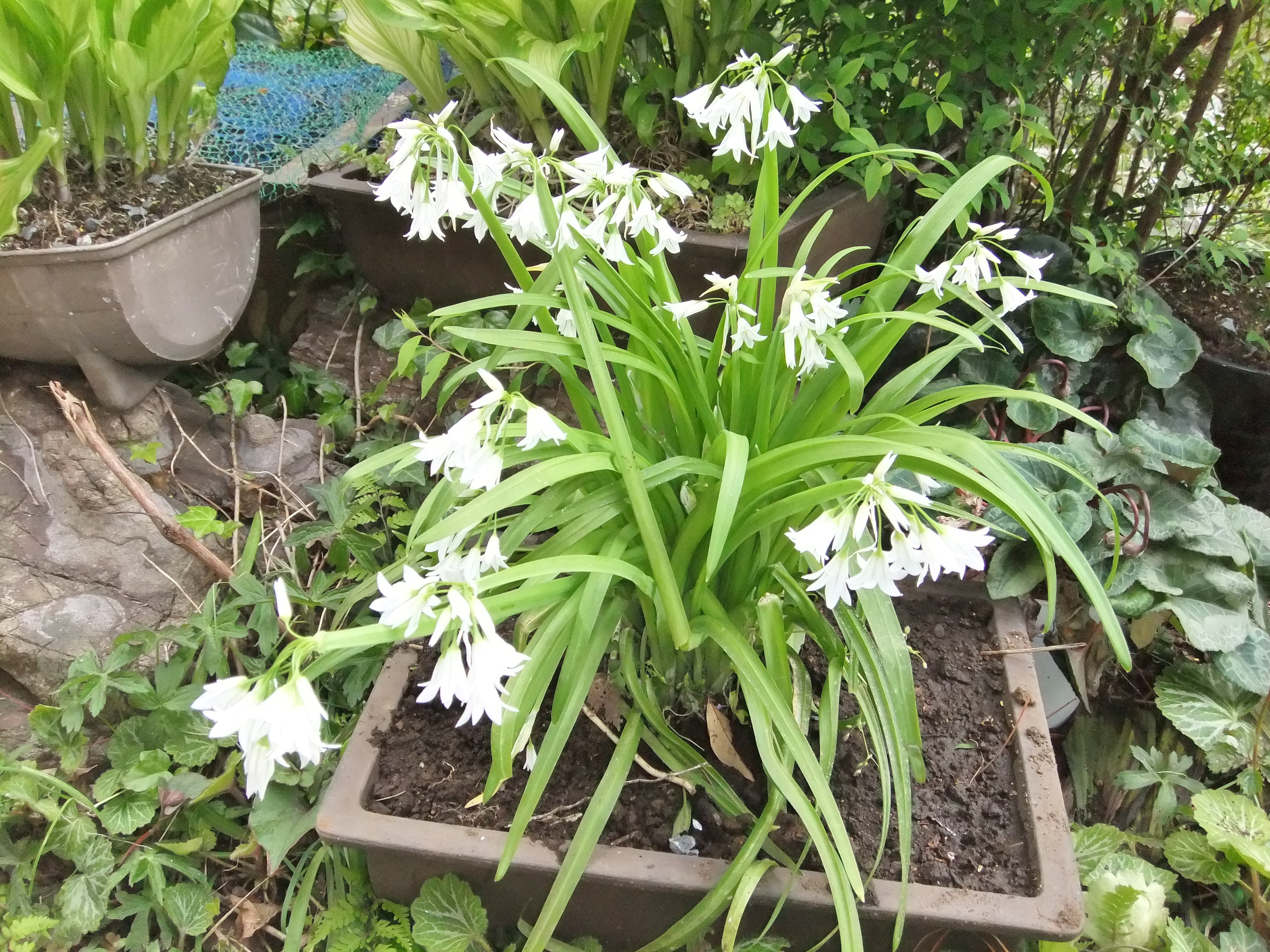 この花なんの花 愚禿道化の徘徊日誌
