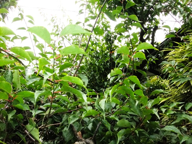 DSCF6480