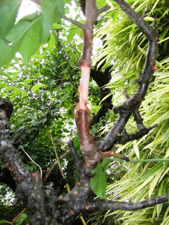 DSCF6469