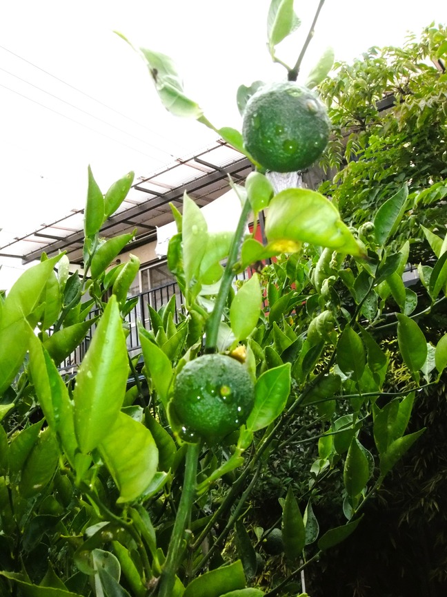 DSCF6477