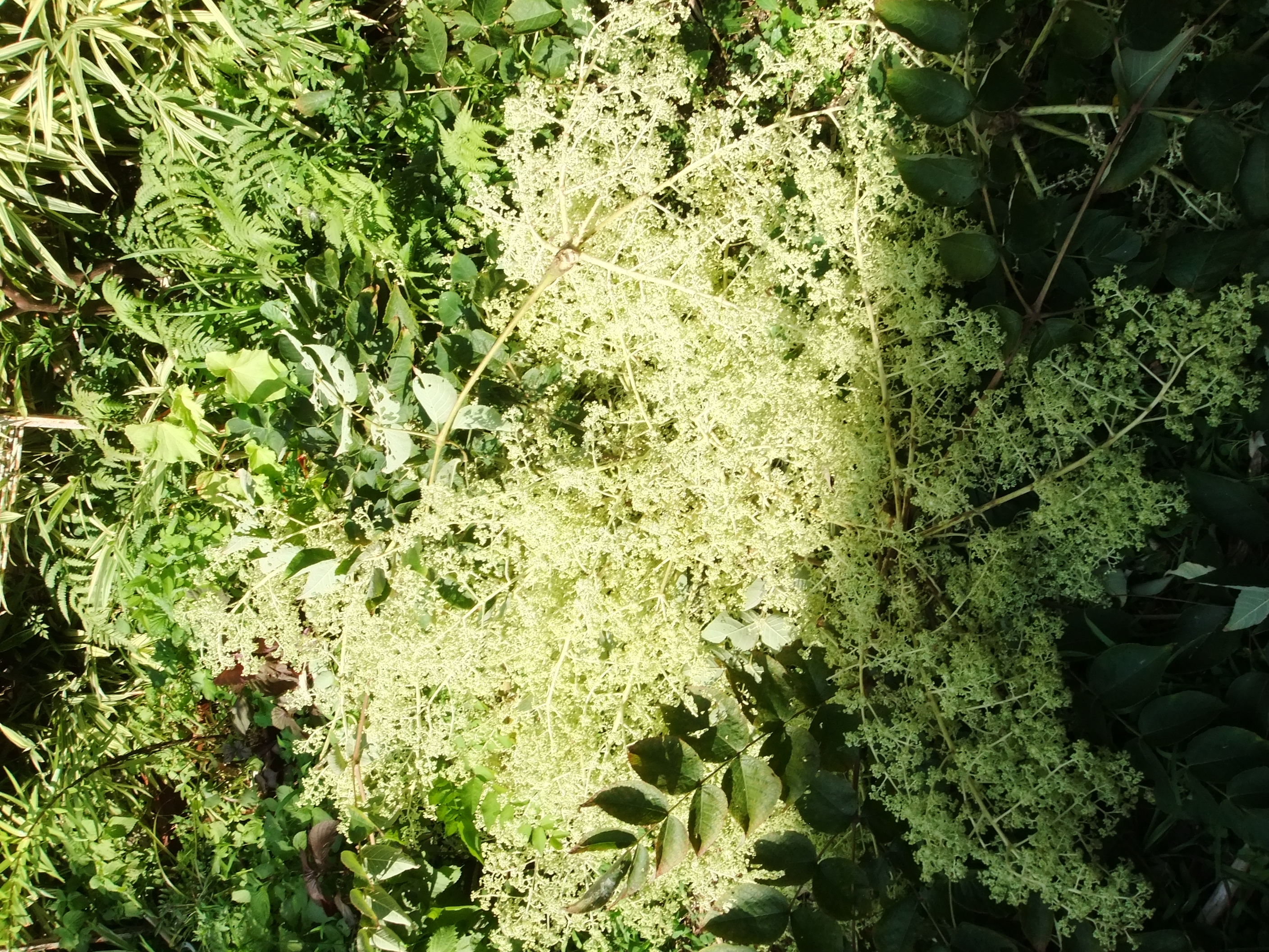 タラの木の花の除去 愚禿道化の徘徊日誌