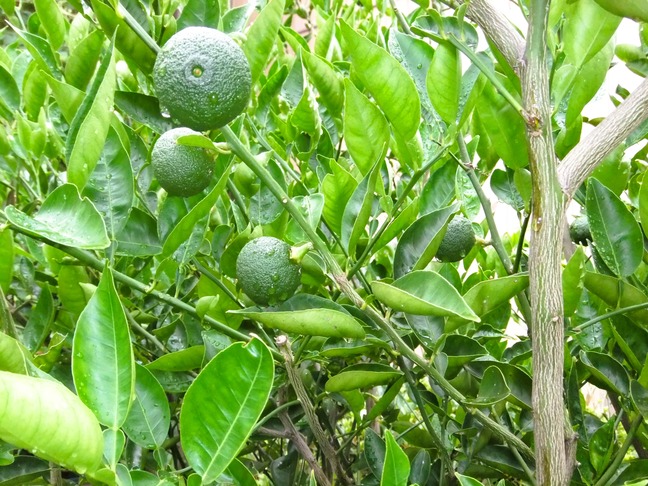 DSCF6478