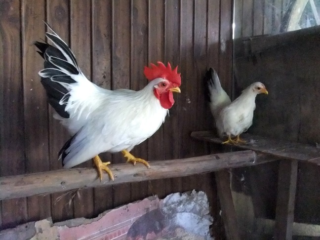 DSCF6098