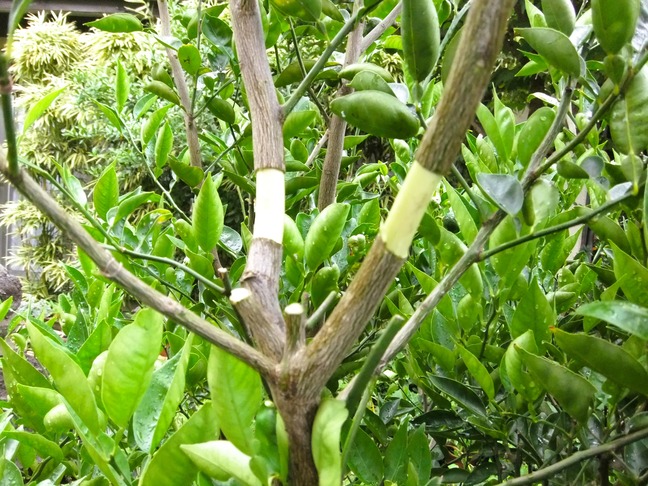 DSCF6475